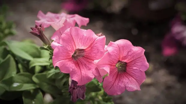 Как нежны виолы лепестки: выбираем садовые цветы по последним модным тенденциям