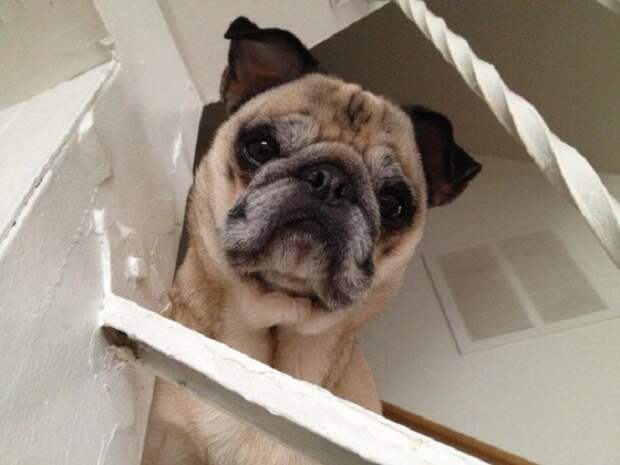 Девушка оставила обращение соседям, в котором извинилась за своего шумного мопса