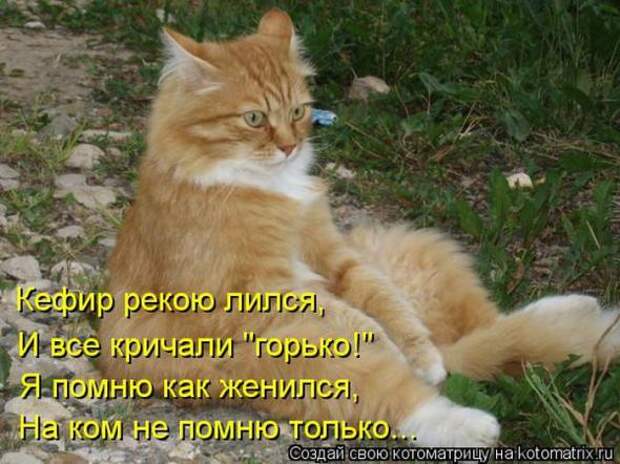 Котоматрицы (картинки с надписями)