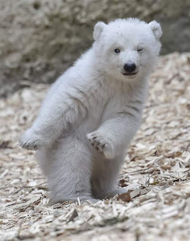 Белый медвежонок сделал первые шаги и сразу же покорил весь мир своим поведением! животные, первые шаги