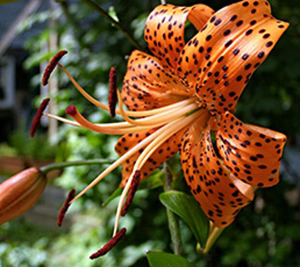 Лилия тигровая (Lilium tigrinum)