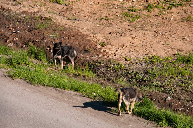 В Шатуре бродячие собаки напали на ребёнка