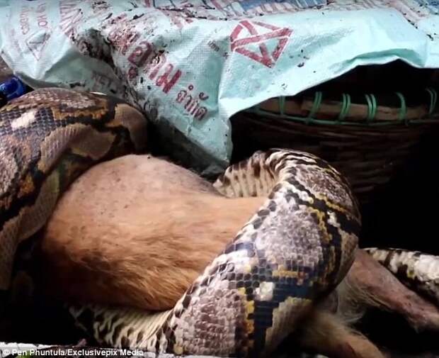 Хозяйка обнаружила любимого пса в удушающих объятиях убийцы видео, питон-убийца, собака
