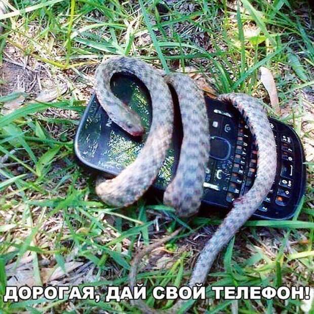 Они проверяют соцсети мужей, но их телефон брать нельзя женская логика, смешно, типичная девушка, фото