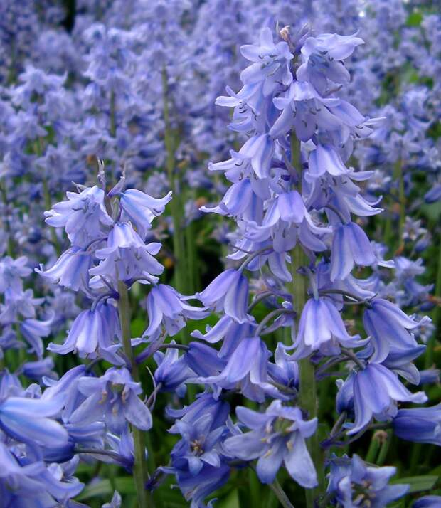 Гиацинтоидес 8