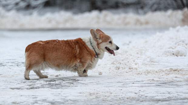 Нижегородцам рассказали, как укрепить здоровье питомцев к весне