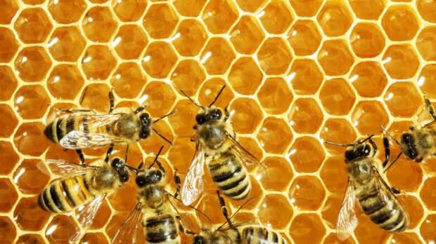 В Союзе пчеловодов России указали на нехватку пчел, необходимых в сельском хозяйстве