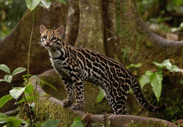 17-Leopardus pardalis.JPEG