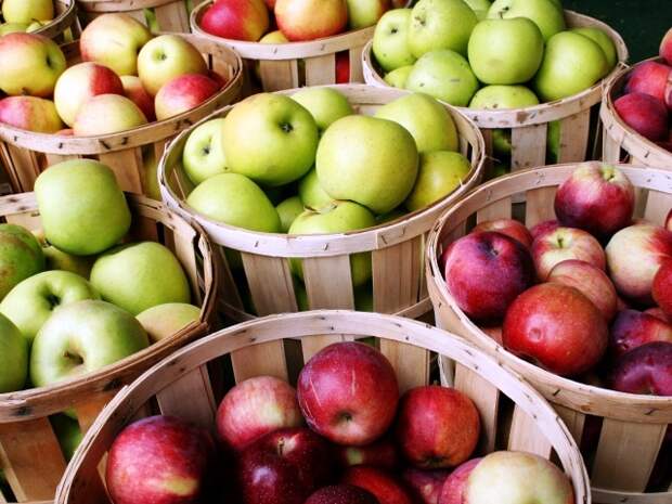 Как хранить яблоки: разные варианты