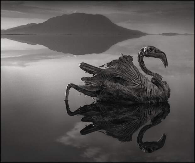Зловещее озеро Натрон. Автор: Nick Brandt.