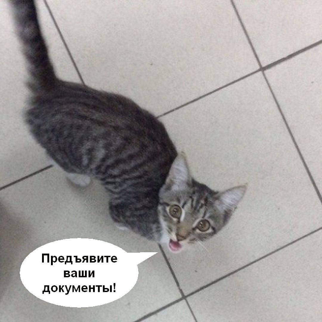 В поисках новых хозяев котенок прошел настоящую «школу полиции»! Фото: Наталия БЕЛЯЕВА/vk.com/nsknahodka