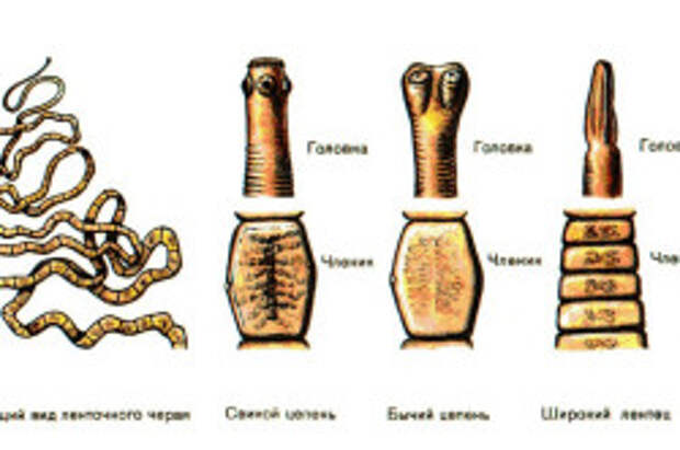 Ленточные черви-паразиты