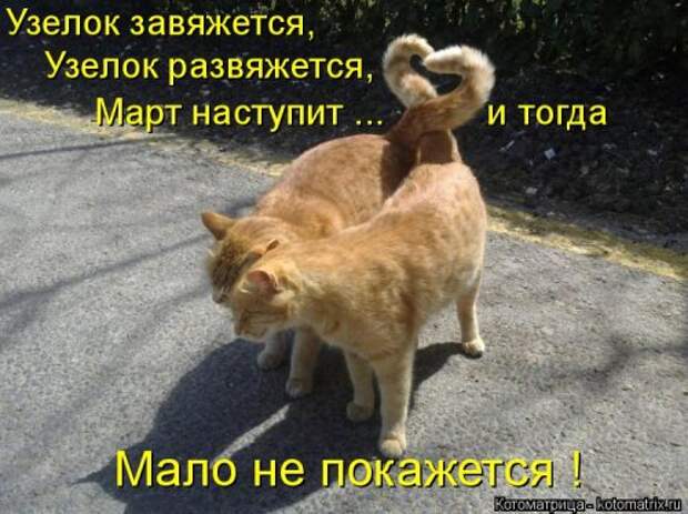 Новая котоматрица недели (39 фото)
