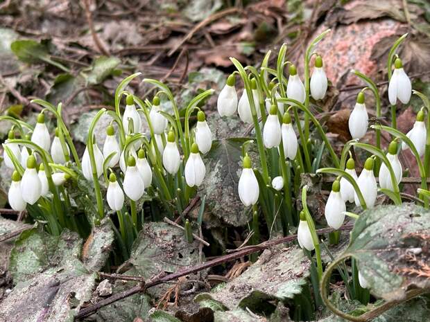Россиянам напомнили о лишении свободы за сорванные подснежники