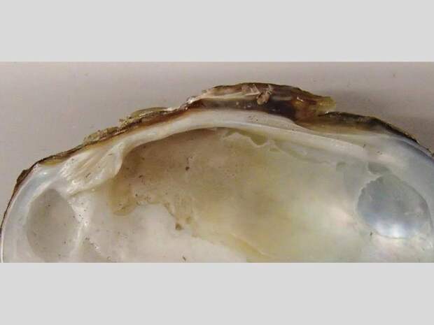 Пресноводный двустворчатый моллюск перловица: описание, места обитания, размножение