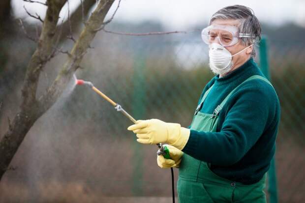 Using chemicals in the garden/orchard: gardener applying an insecticide/a fertilizer to his fruit shrubs, using a sprayer