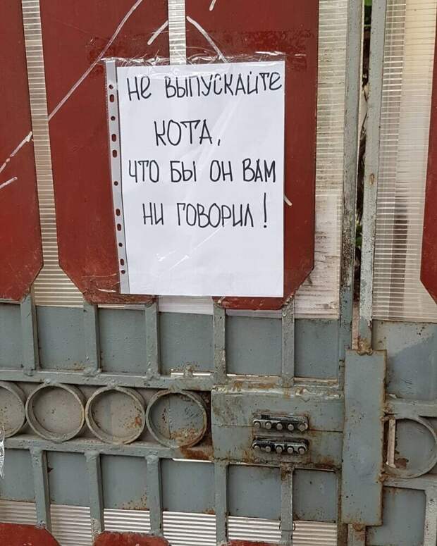 Хитрый кот Хитрый кот
