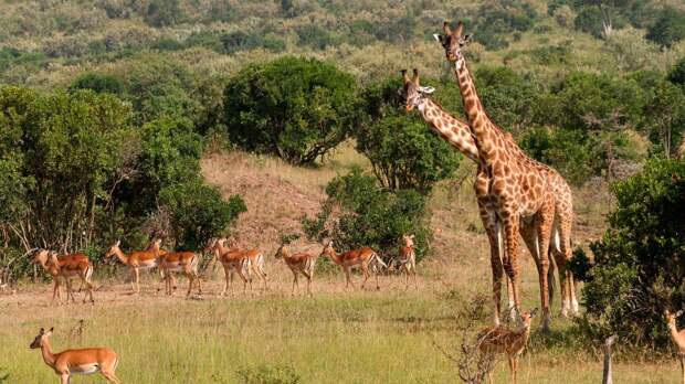 Животное жираф очень осторожное