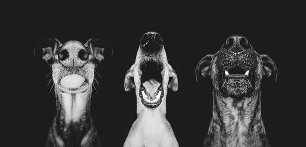 Очень позитивные фотографии собак от Elke Vogelsang