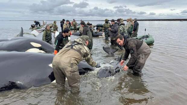 Вынесенная на берег Камчатки косатка вернулась в Охотское море