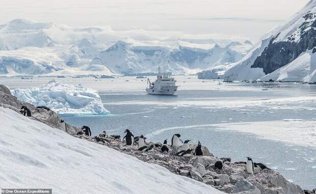 20. Компания One Ocean Expeditions специализируется на приключениях и наблюдении за дикой природой в полярных регионах. Ниже - один из типично небольших лайнеров подплывает к колонии пингвинов в Антарктиде красиво, красивые места, круиз, круизы, мир, паром, путешествия, фото