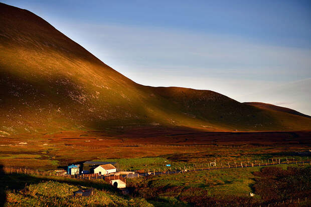 miniature-ponies-foula-island-12