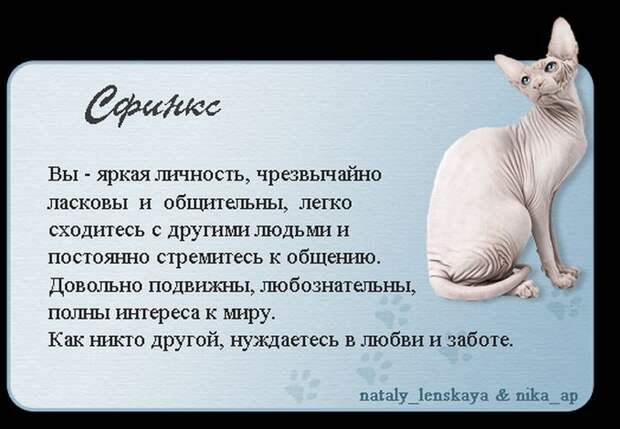 Породы кошек в картинках
