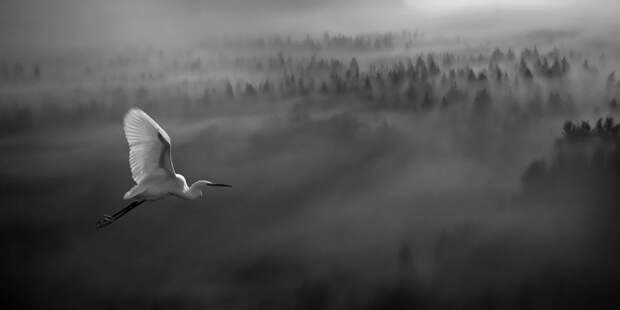 100 изумительных фотографий тумана (часть 1) 3413 100 изумительных фотографий тумана (часть 1)