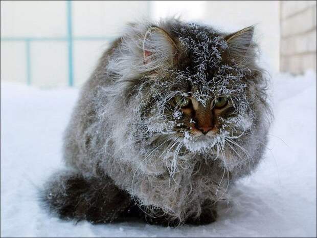 Зимние забавы кошек
