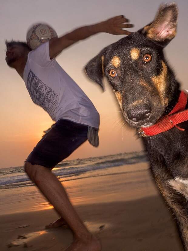 Бродячие собаки Гоа очень часто приходят на пляж, чтобы понаблюдать за заходящим солнцем.