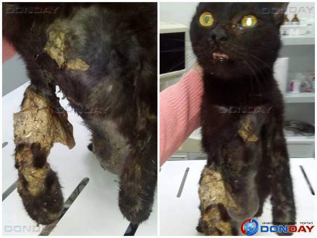 Живодеры избили кошку и залили ей лапу монтажной пеной в Ростове