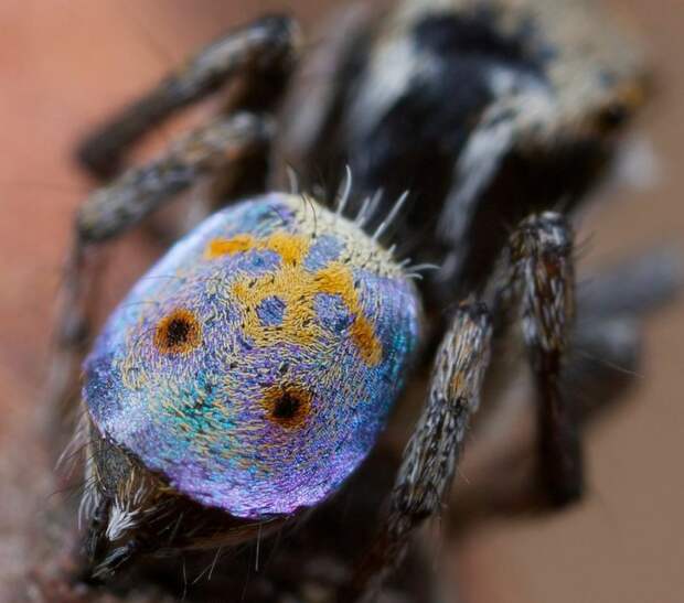 Австралийские павлиньи пауки, которые ведут себя, как собаки и кошки