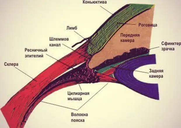 Цилиарное тело. Строение глаза шлеммов канал. Лимб роговицы анатомия. Шлеммов канал.