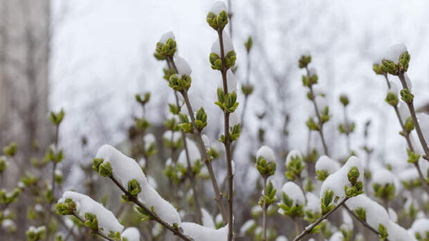 Новый прогноз о снегопадах в Москве — наступление весны откладывается