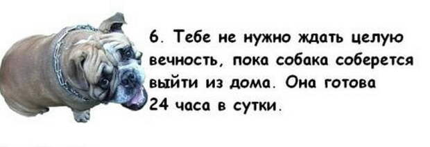 Почему собака лучше жены Почему собака лучше жены