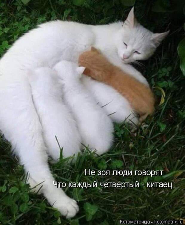 Котоматрица: Не зря люди говорят Что каждый четвертый - китаец