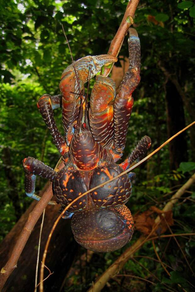 Coconutcrab01 Самый крупный представитель членистоногих, кокосовый краб!