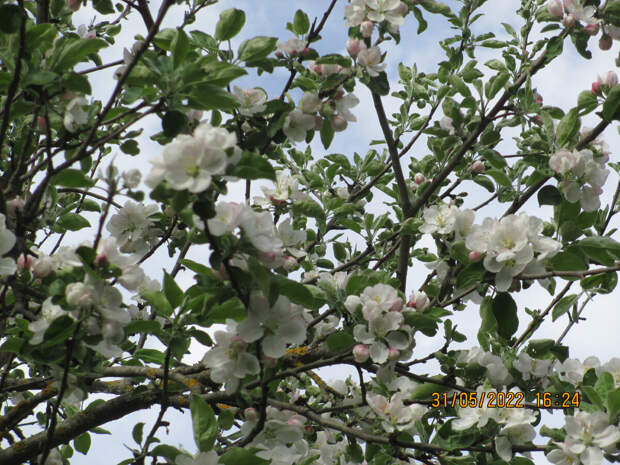 Есть знатоки плодовых? Сможете определить что растёт на фото?