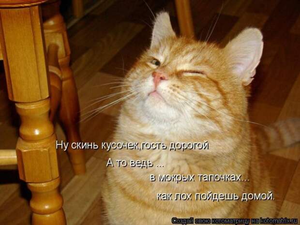 Лучшие котоматрицы недели (50 фото)