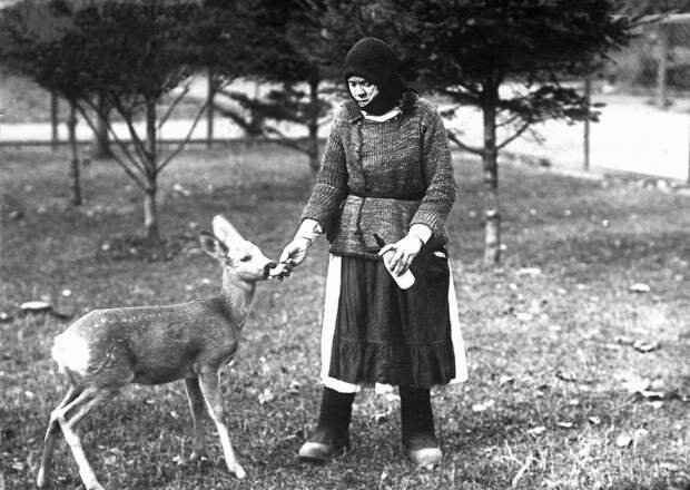 Вскармливание косули, 1920-е годы животные, зоопарк
