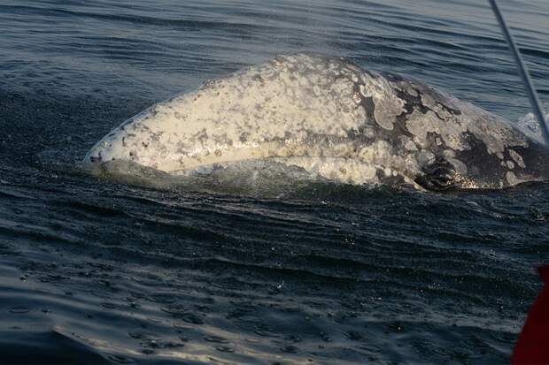 Некоторые киты проявляют любопытство к лодке и подплывают очень близко. Фото: Матвей МАМАЕВ 