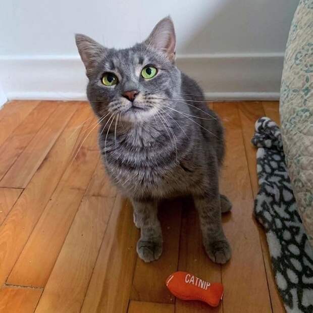 Кошка в доме Кошка сидит