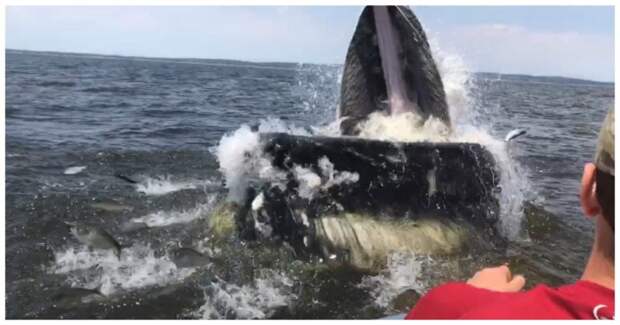 Огромный горбатый кит вынырнул в метре от лодки с рыбаками видео, животные, зрелище, из жизни, кит, лодка, случай, сша
