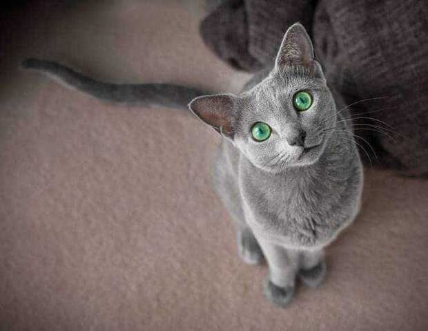 russian-blue-cats-9.jpg russian-blue-cats-9.jpg