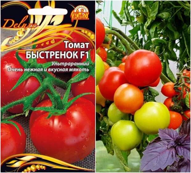 томат быстренок