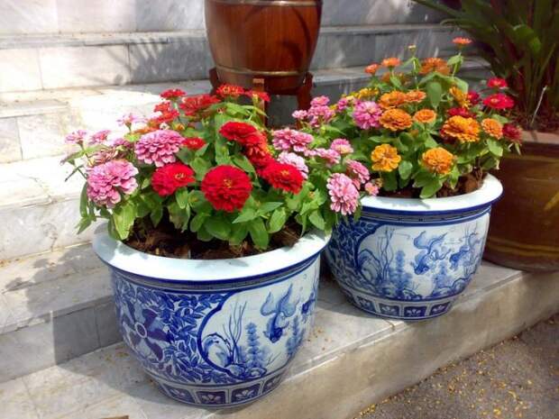 Слизнякам в нашем дворе не место! /Фото: getpotted.com Слизнякам в нашем дворе не место! /Фото: getpotted.com