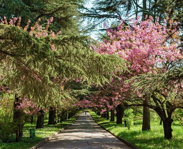 Красоту ботсада Симферополя покажут на бесплатной экскурсии «Цветочная феерия»