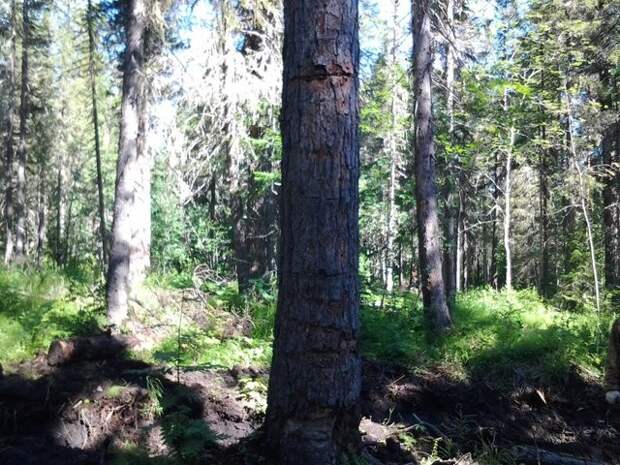 На Запорожце к перевалу Дятлова Автопутешествия, заз