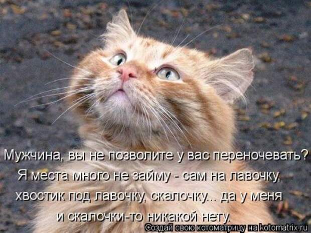 Свежая котоматрица для настроения (32 фото)