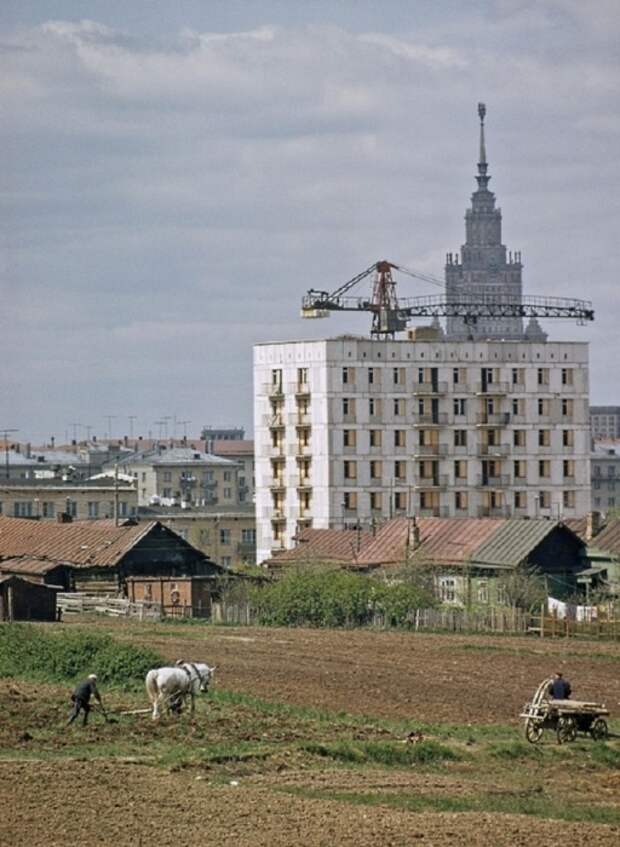 Крестьяне села Семёновское упорно трудятся на окраине Москвы. СССР, 1965 год.